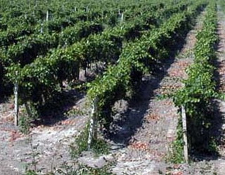 Виноградники не рекомендується удобрювати азотом після збирання врожаю